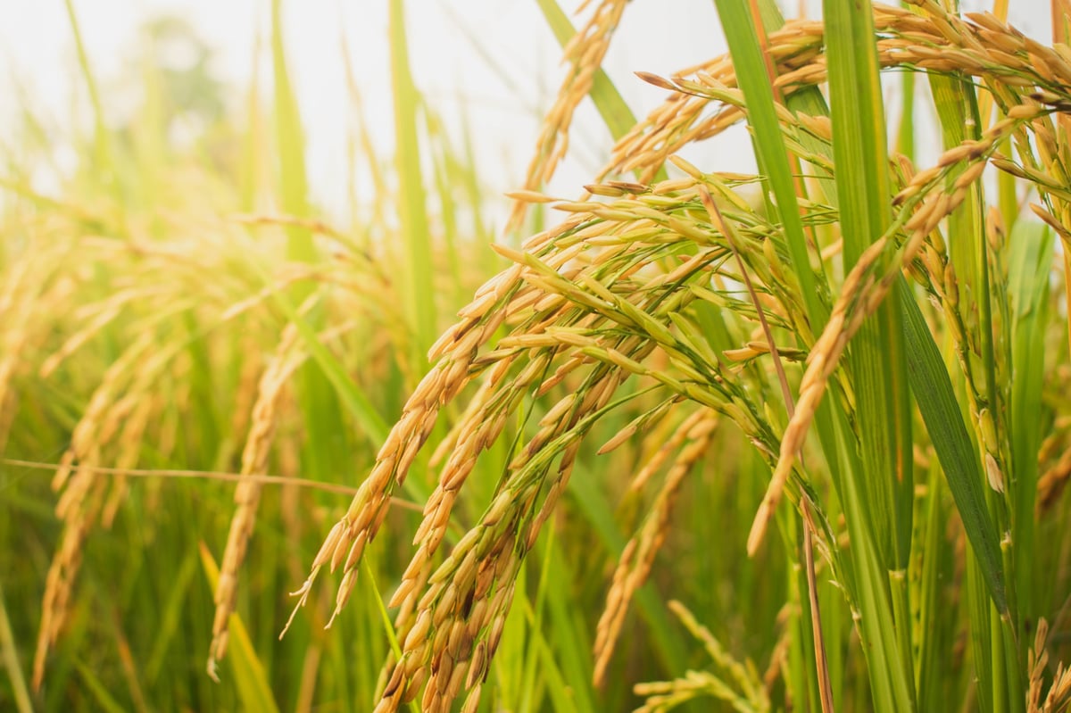 Golden rice paddy ripening in the field