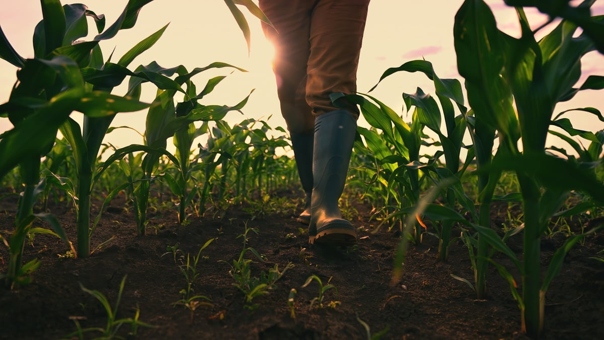 Farmer walking through a maize field in warm sunlight