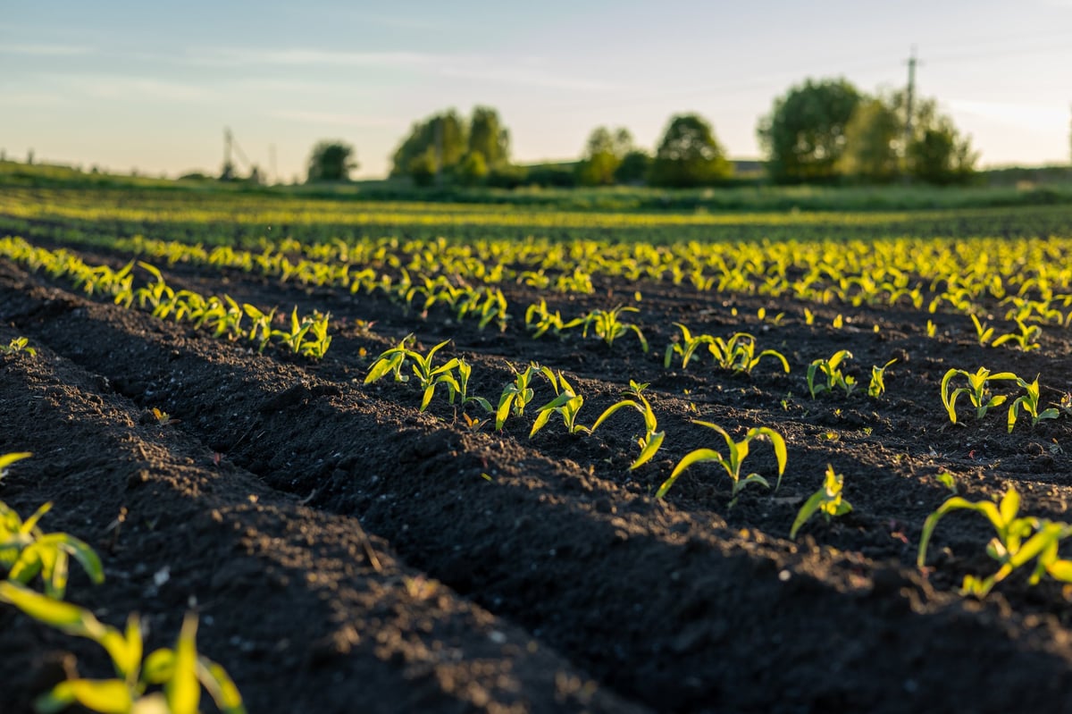 Young maize plants emerging in rows across a field