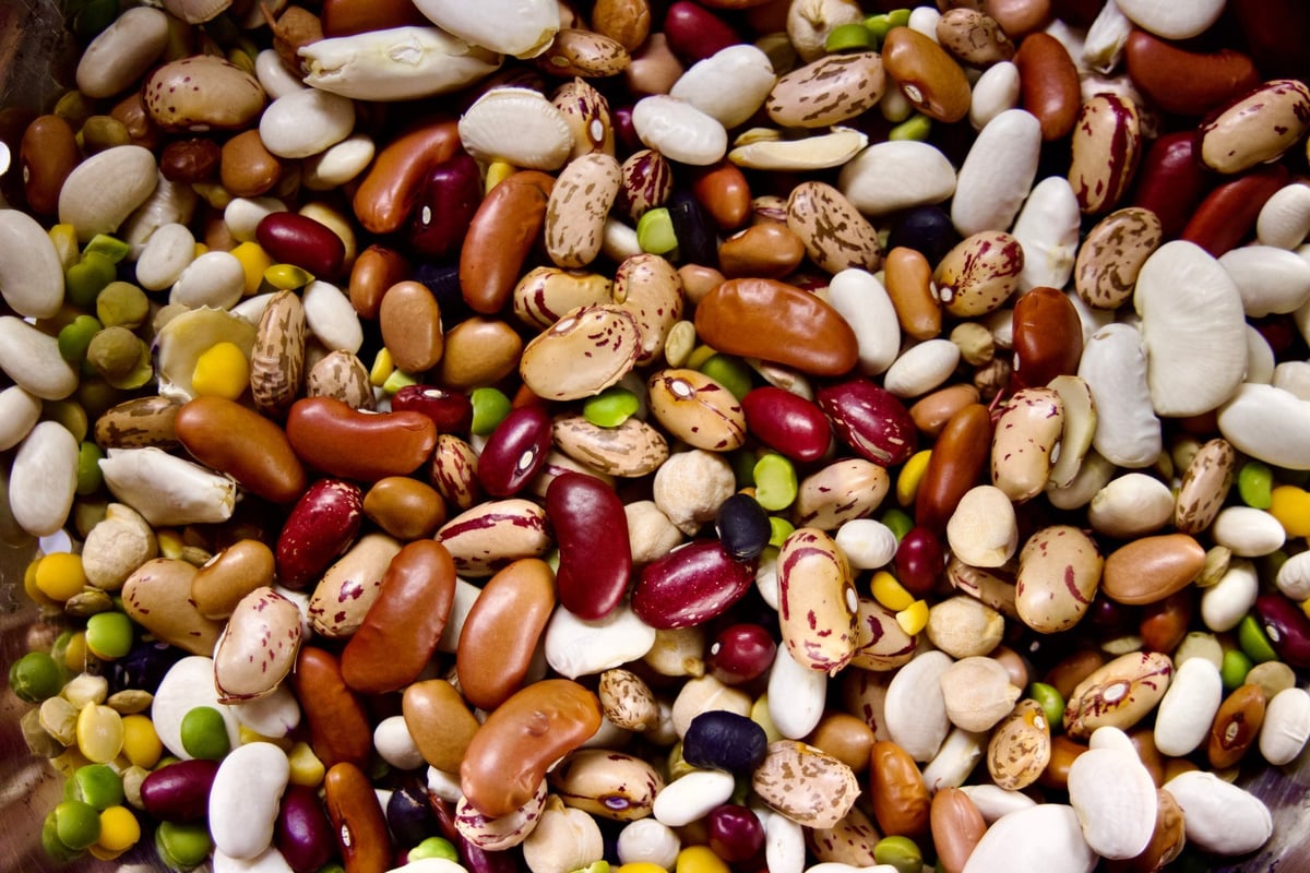 Dry beans and pulses ready for grading